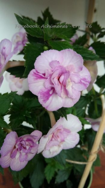 2018 - Queen of Lace