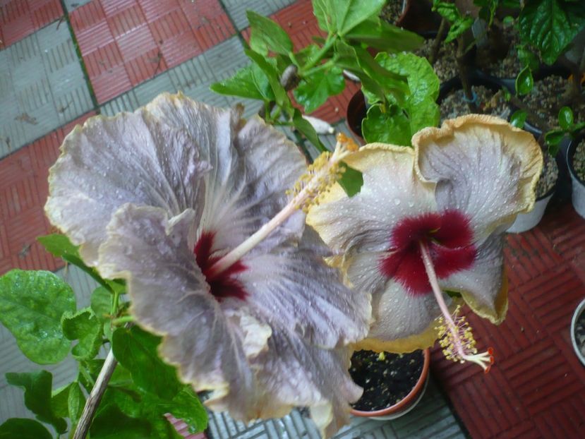 P1380528 - HIBISCUSI 2018-2