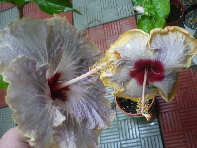 P1380529 - HIBISCUSI 2018-2