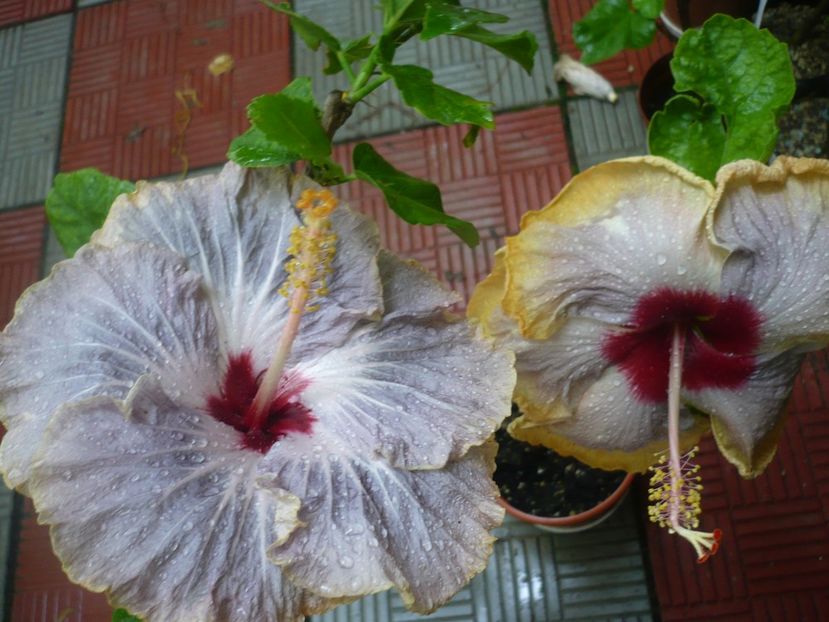 P1380530 - HIBISCUSI 2018-2