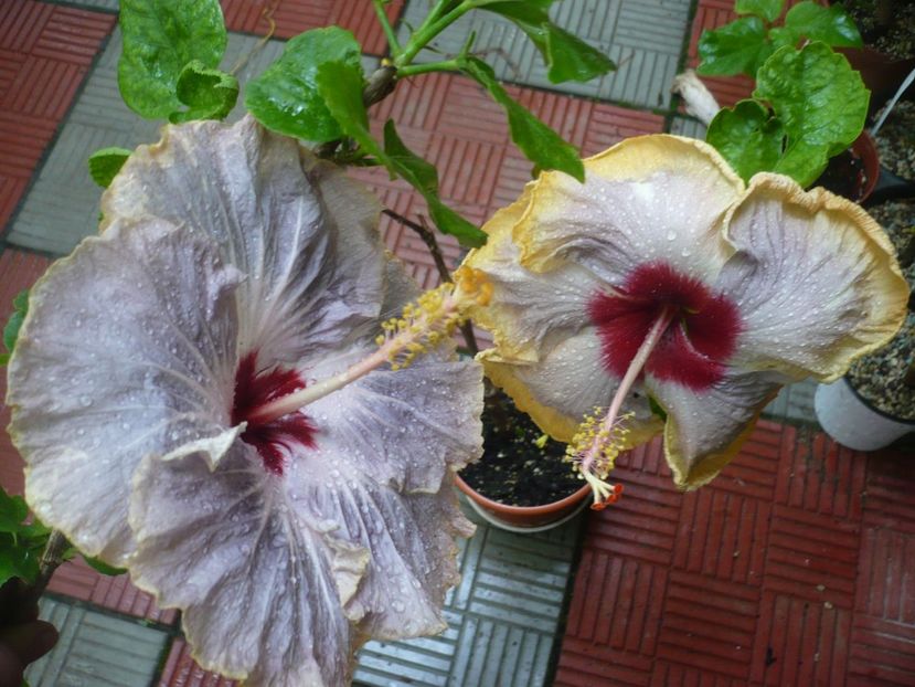 P1380532 - HIBISCUSI 2018-2