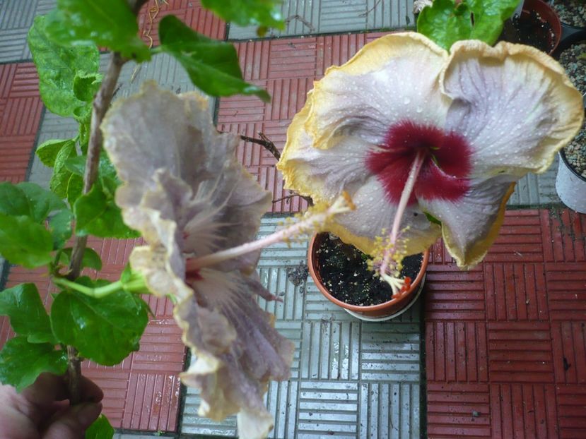 P1380533 - HIBISCUSI 2018-2