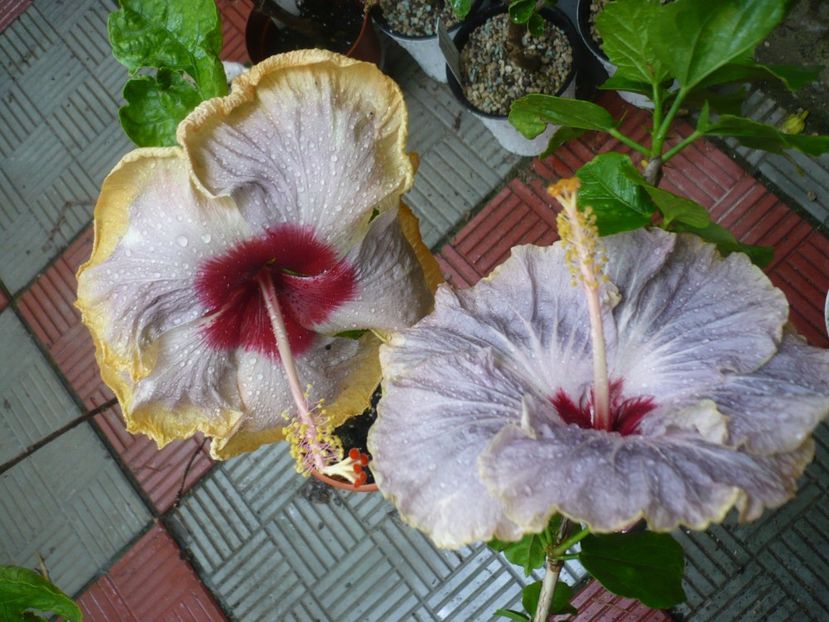 P1380534 - HIBISCUSI 2018-2