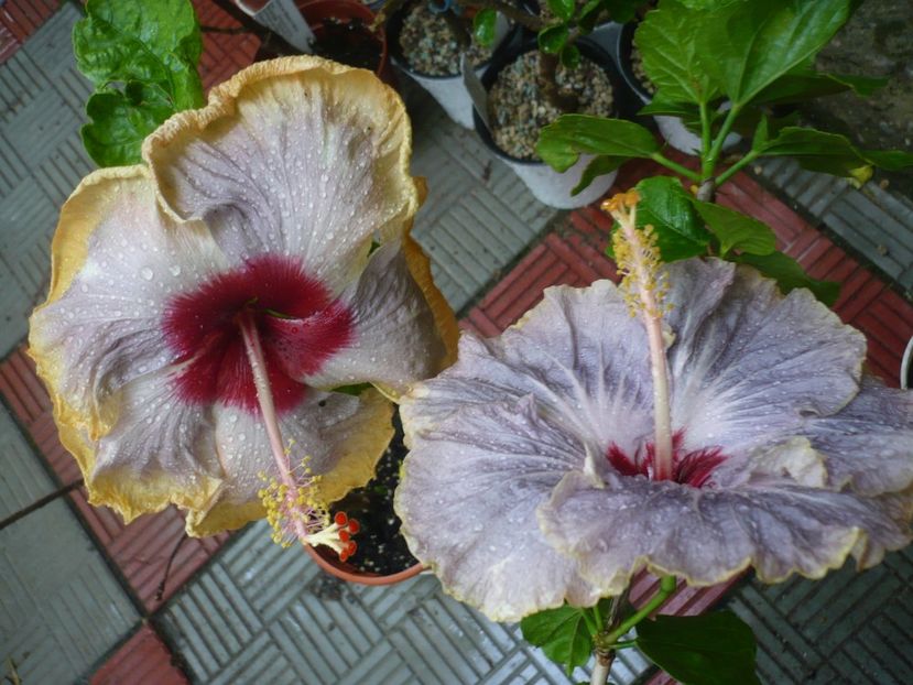 P1380535 - HIBISCUSI 2018-2