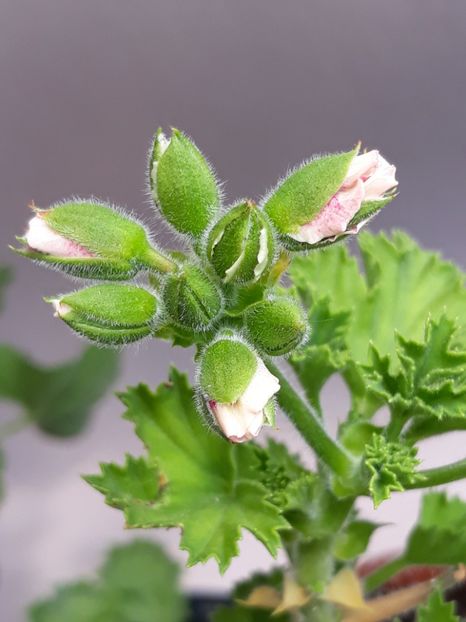  - Englezoaica mea din semințe proprii