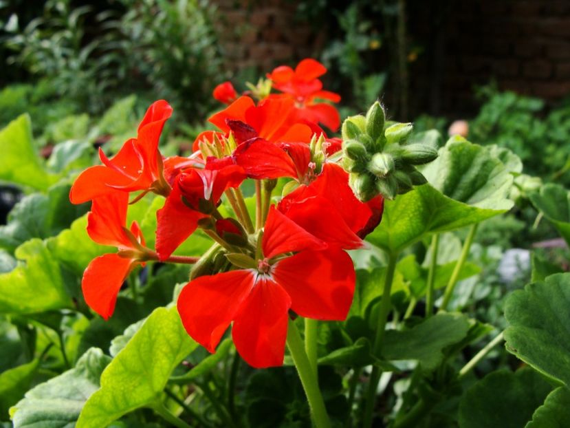 Mușcate din semințe - Iulie 2018