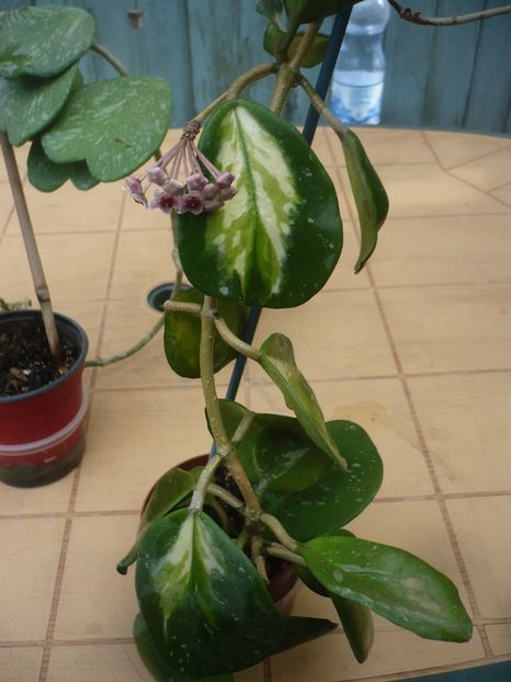 05.07.2018 - HOYA 2018-1