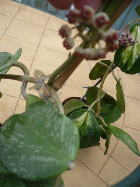 P1380538 - HOYA 2018-1