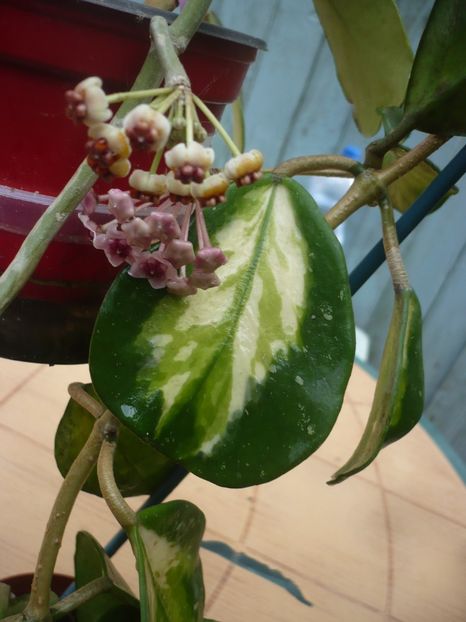 P1380539 - HOYA 2018-1