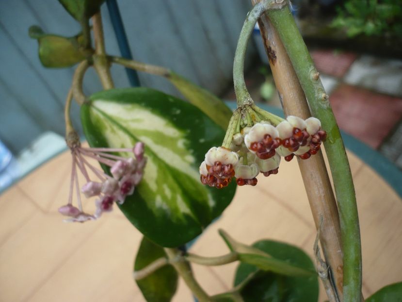 P1380540 - HOYA 2018-1