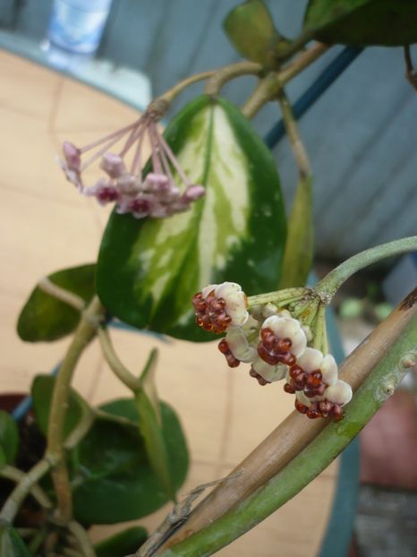 P1380541 - HOYA 2018-1
