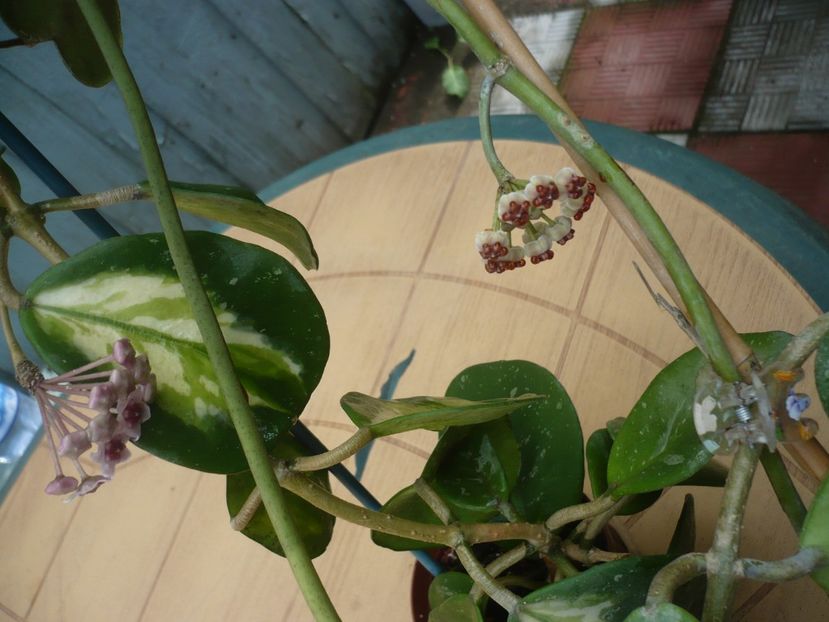 P1380542 - HOYA 2018-1