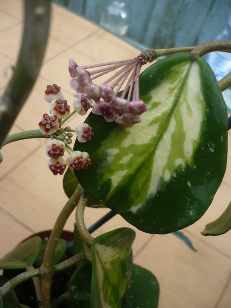 P1380543 - HOYA 2018-1