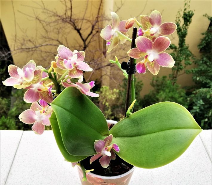TZU CHIANG BALM - Phalaenopsis 1