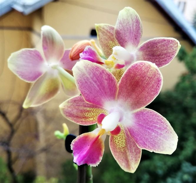 TZU CHIANG BALM - Phalaenopsis 1