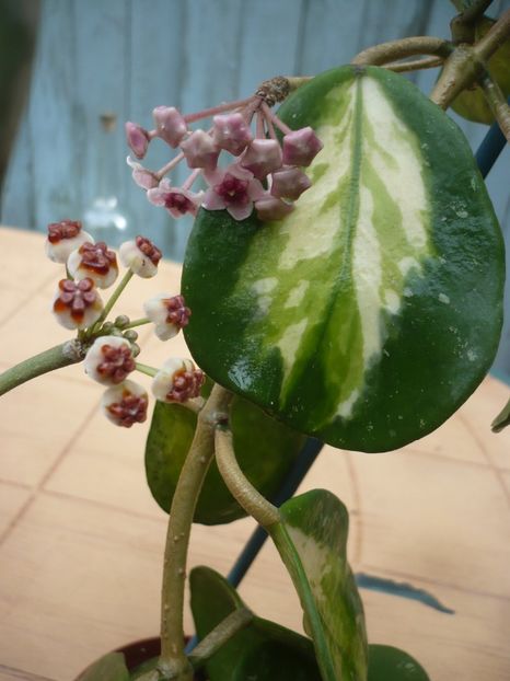 P1380544 - HOYA 2018-1