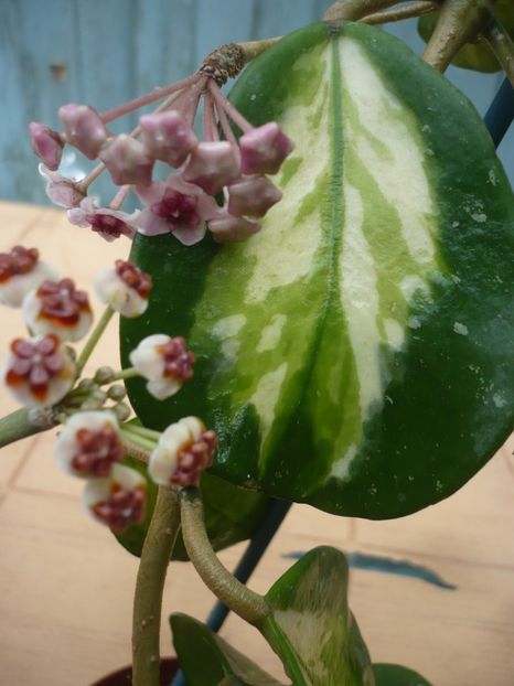 P1380545 - HOYA 2018-1