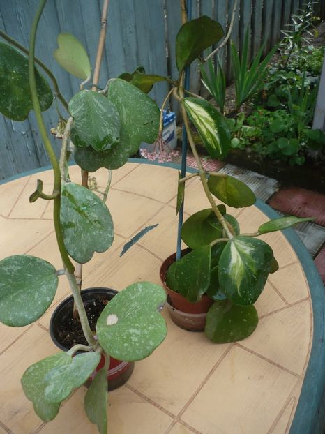 P1380547 - HOYA 2018-1