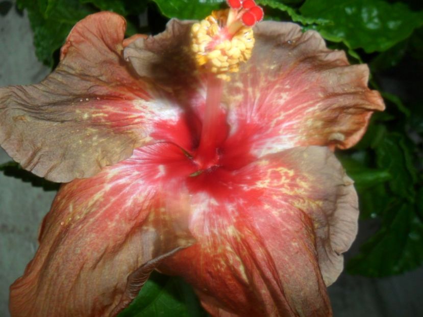  - tahitian burning sands-2