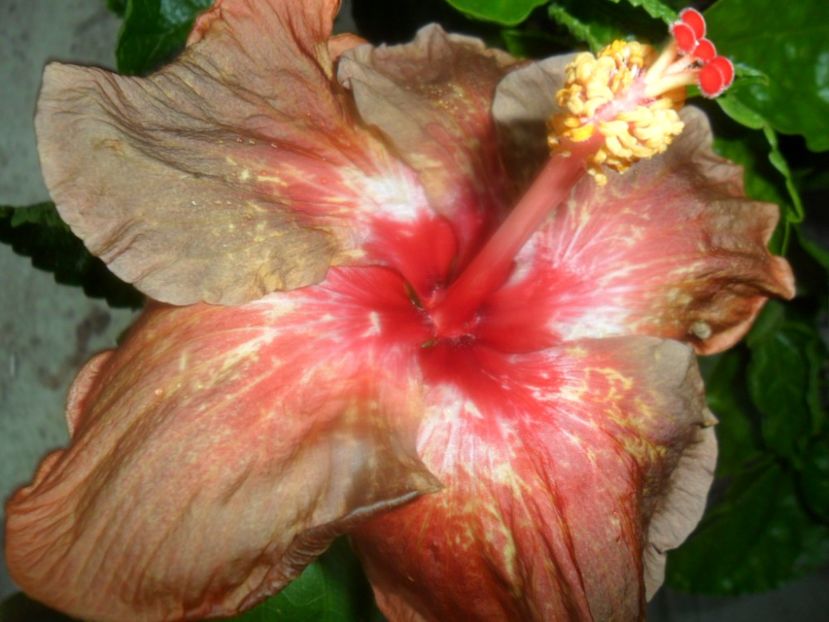  - tahitian burning sands-2