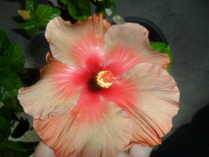  - tahitian burning sands-2