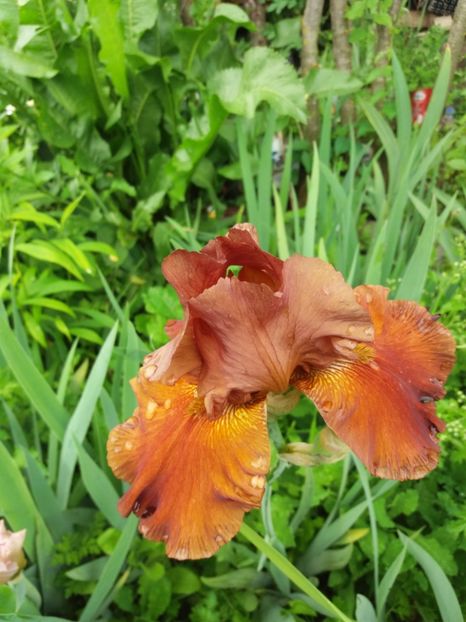  - A Irisi disponibili in 2018