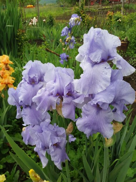  - A Irisi disponibili in 2018