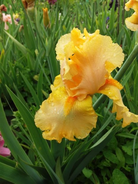  - A Irisi disponibili in 2018