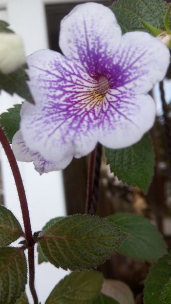  - Ambroise Verschaffelt