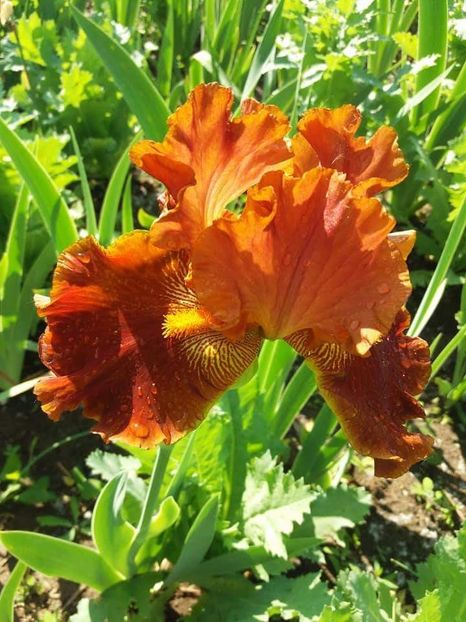 received_1889941861298485 - A Irisi disponibili in 2018