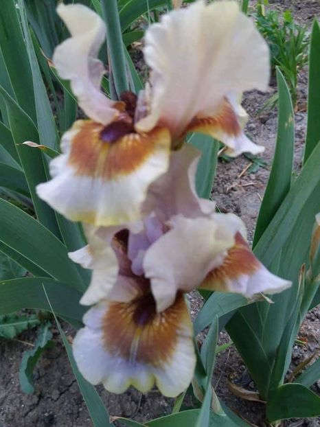 received_1889941757965162 - A Irisi disponibili in 2018