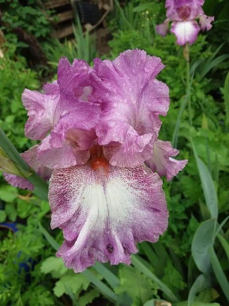 received_621288701554265 - A Irisi disponibili in 2018