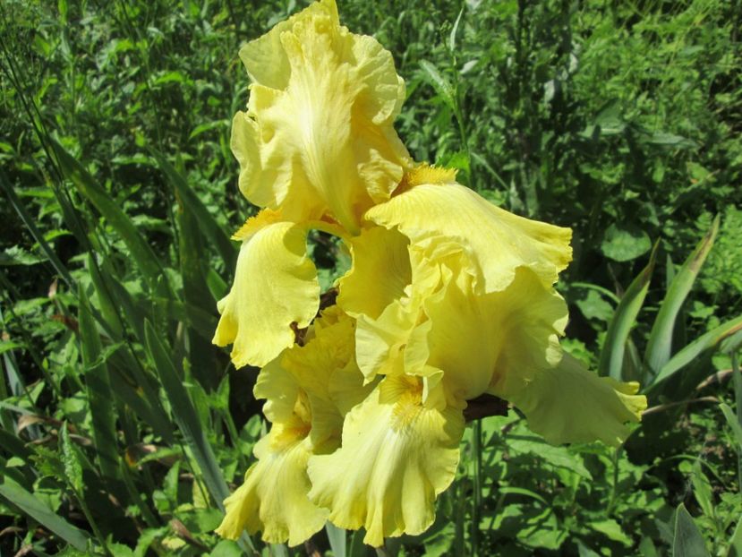 received_2037474616500230 - A Irisi disponibili in 2018