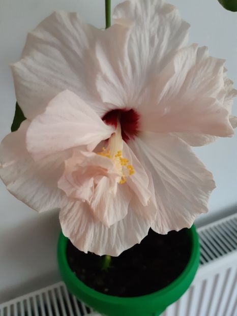  - Hibiscus roz batut 2020