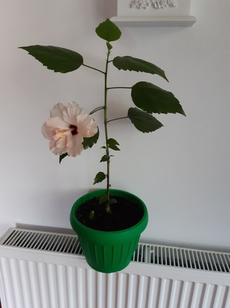  - Hibiscus roz batut 2020