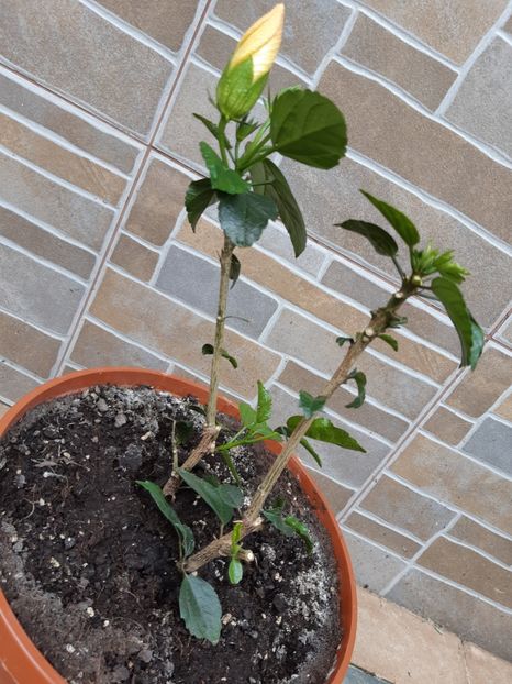  - Hibiscus Adonicus Yellow