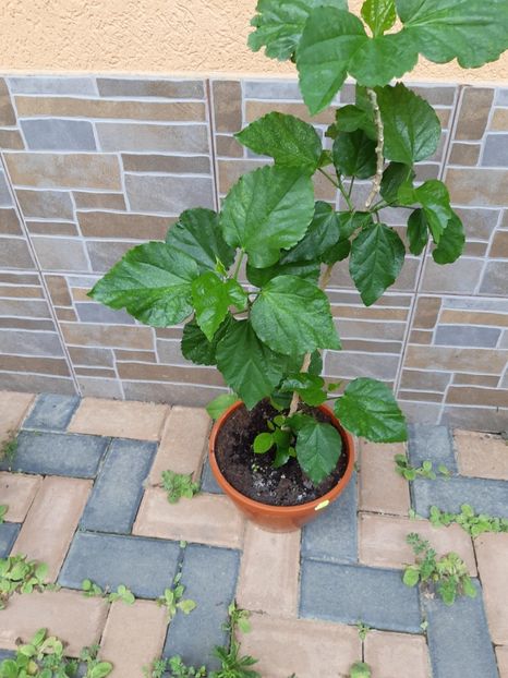  - Hibiscus Misbehavin