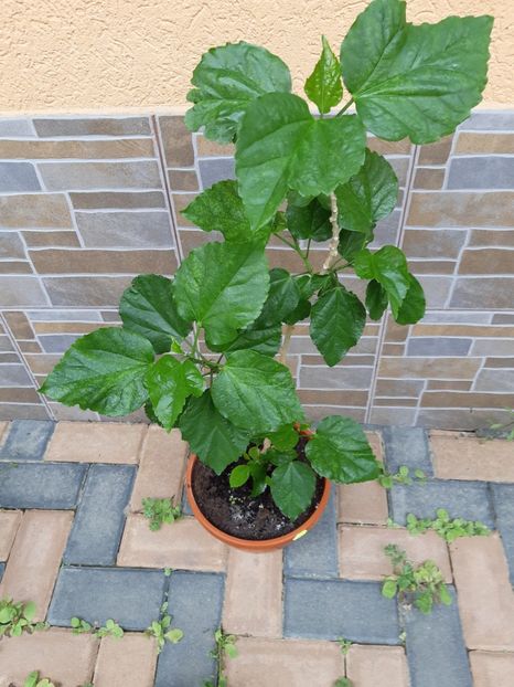  - Hibiscus Misbehavin