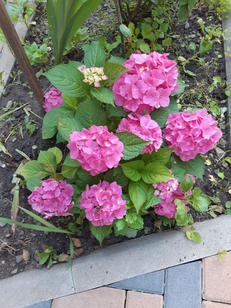  - Flori grădină primăvara 2018