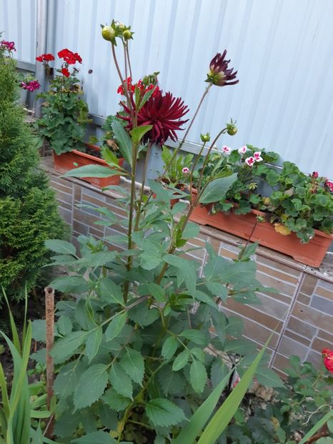 Dallia - Flori grădină primăvara 2018