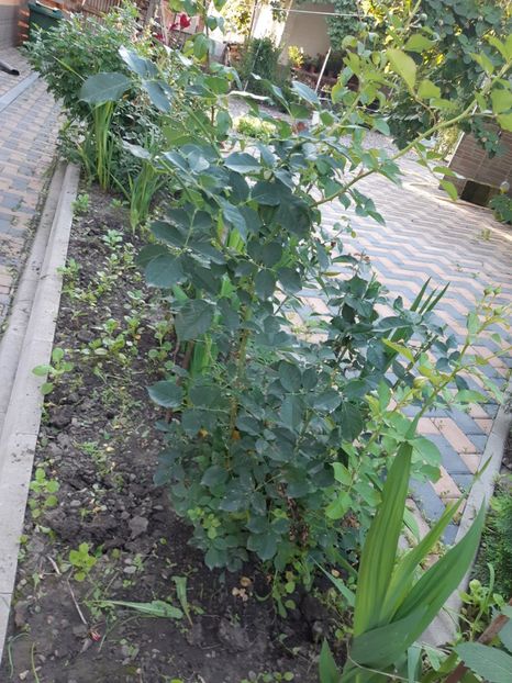  - Flori grădină primăvara 2018