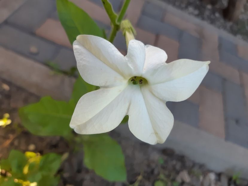  - Flori grădină primăvara 2018