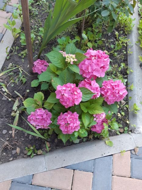  - Flori grădină primăvara 2018