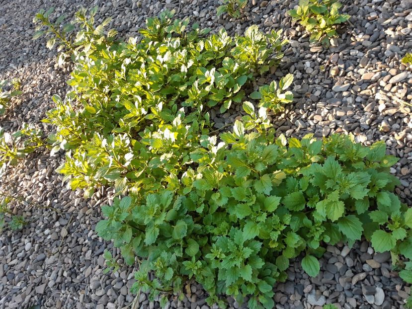  - Flori grădină primăvara 2018