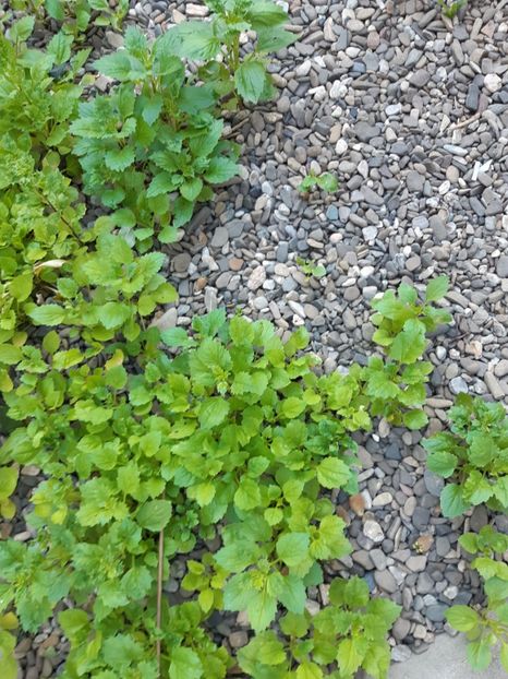  - Flori grădină primăvara 2018