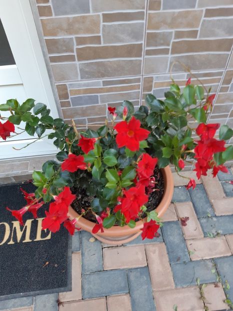  - Flori grădină primăvara 2018