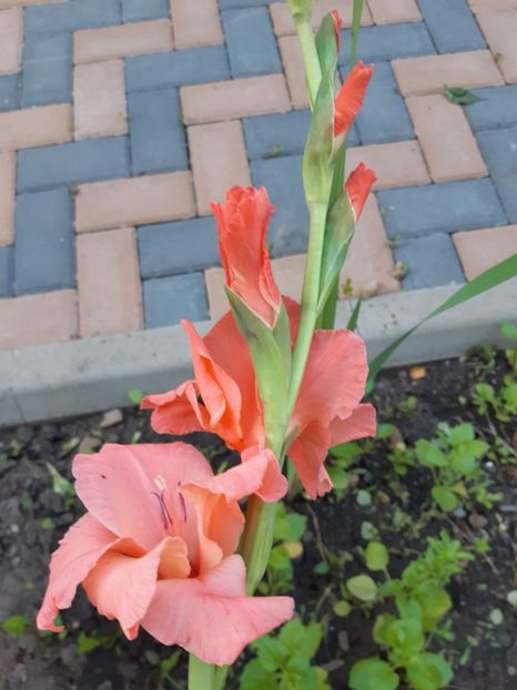 Gladiole - Flori grădină primăvara 2018