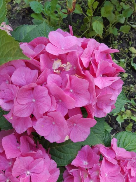  - Flori grădină primăvara 2018