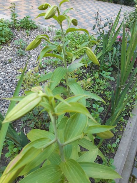  - Flori grădină primăvara 2018