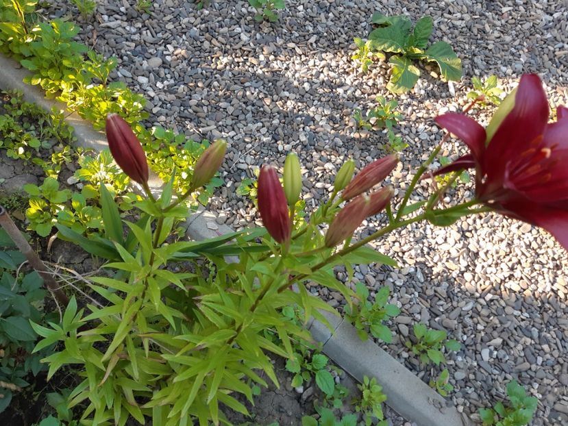  - Flori grădină primăvara 2018